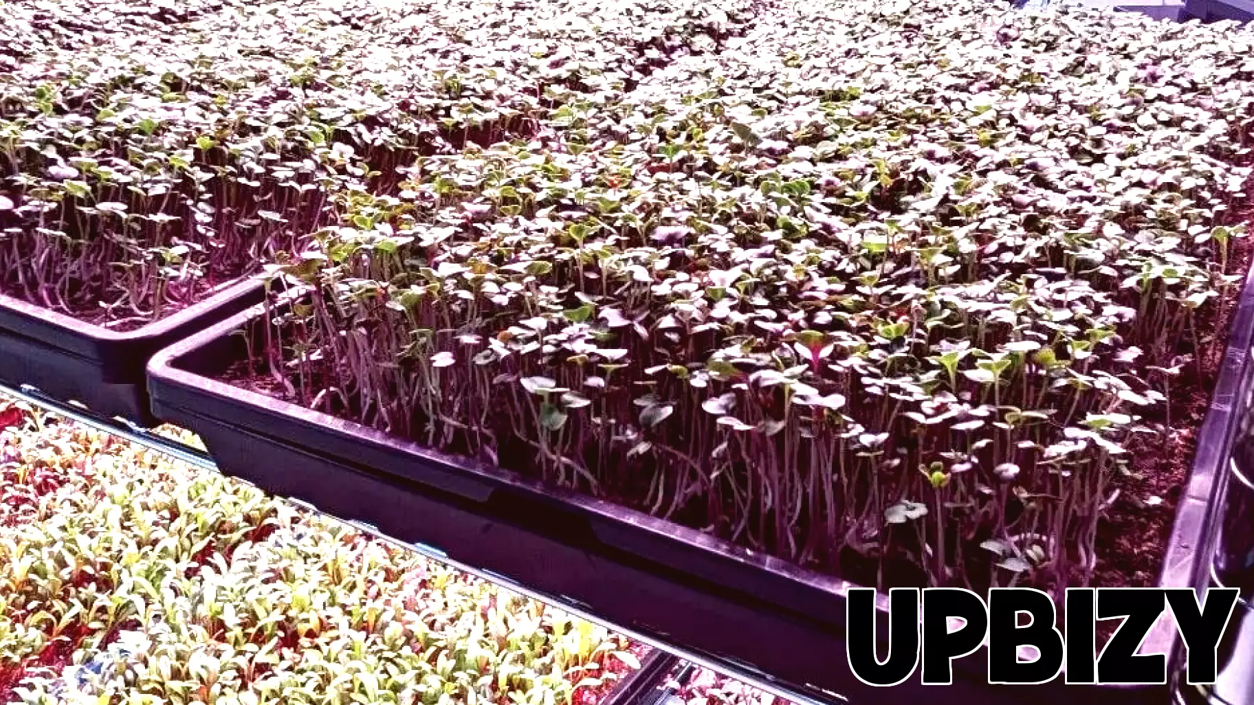 Revolutionizing Agriculture: Local Entrepreneur Cultivates Success with Microgreens