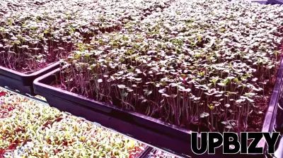 Revolutionizing Agriculture: Local Entrepreneur Cultivates Success with Microgreens